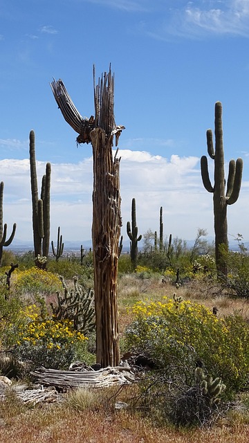 Free Arizona Desert photo and picture