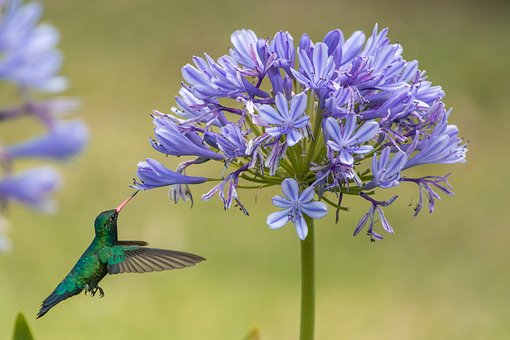 Colibrí, Pájaro, Flores, Animal