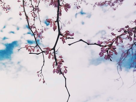 Blomst, Himmel, Natur, Skyer, Landskap