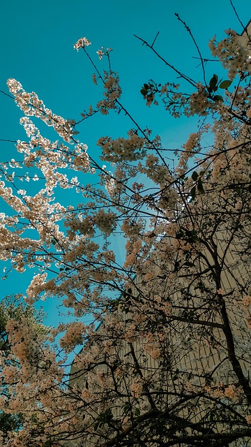 Blomst, Himmel, Blå, Landskap, Natur