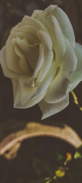 Hvit, Rose, Blomst, Natur, Fotografering