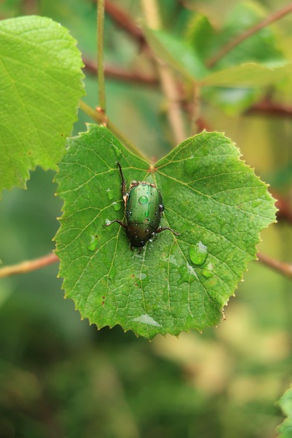 Blad, Insekt, Efter Regn, Vanddråber