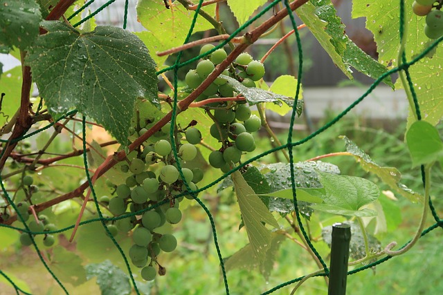 Plant, Druer, Frugt, Blad, Grøn