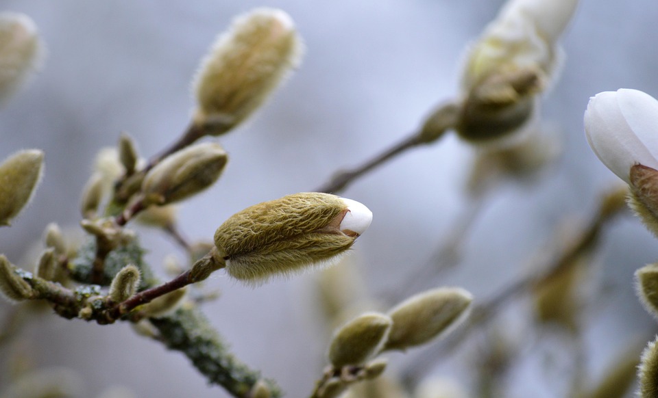 Flower Buds Magnolia Blooming - Free photo on Pixabay