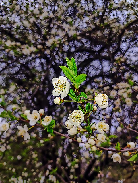Free Spring April photo and picture