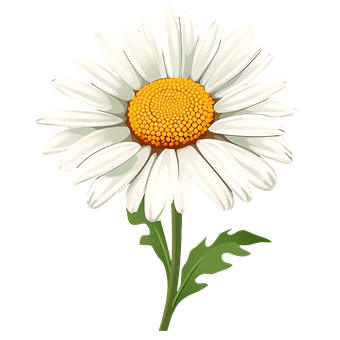 Margarida, Flor, Amarelo, Branco, Verde