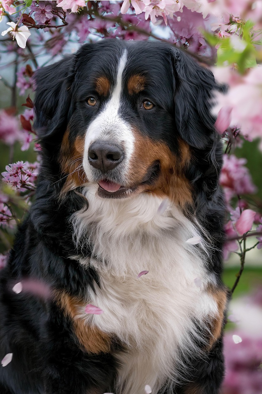 100 000 Free Dog Hd Dog Images Pixabay 100 000 Free Dog Hd Dog Images Pixabay