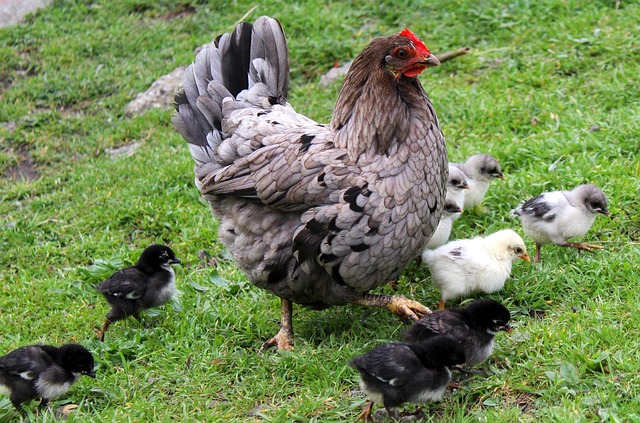 Poule Poussins La Volaille Photo Gratuite Sur Pixabay Pixabay Poule Poussins La Volaille Photo Gratuite Sur Pixabay Pixabay