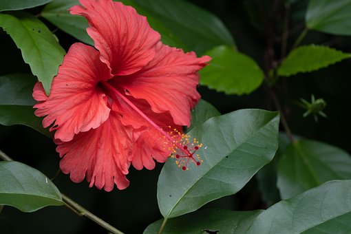 Blume, Rot, Tropisch, Insel, Natur