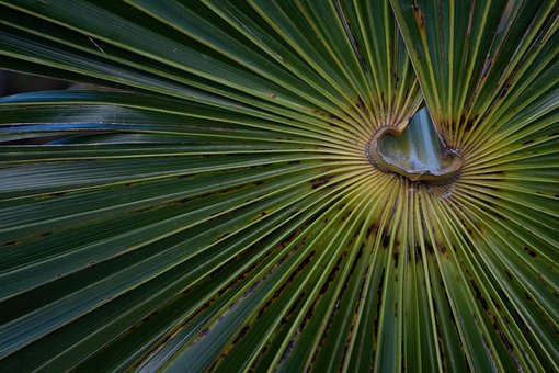 Palme, Blatt, Grün, Natur, Insel
