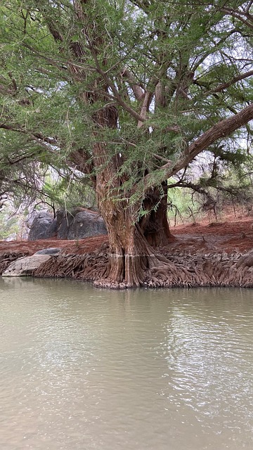 Baum, Fluss, Dam