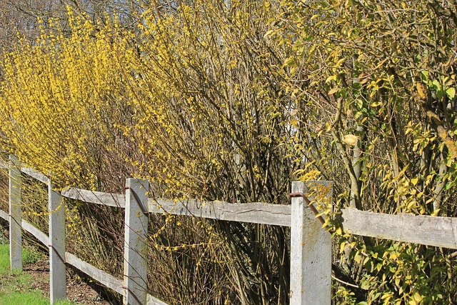 Free Forsythia Spring photo and picture