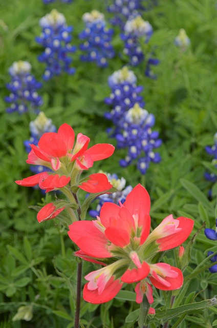 Bluebonnets Texas Free Photo On Pixabay Pixabay