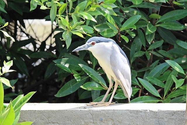 Reiger, Ooievaar, Zilverreiger