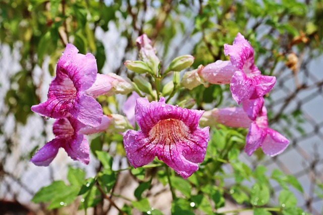 Bloemen, Roze, Purper, Bloom
