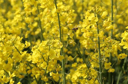 Free Bees Flying photo and picture