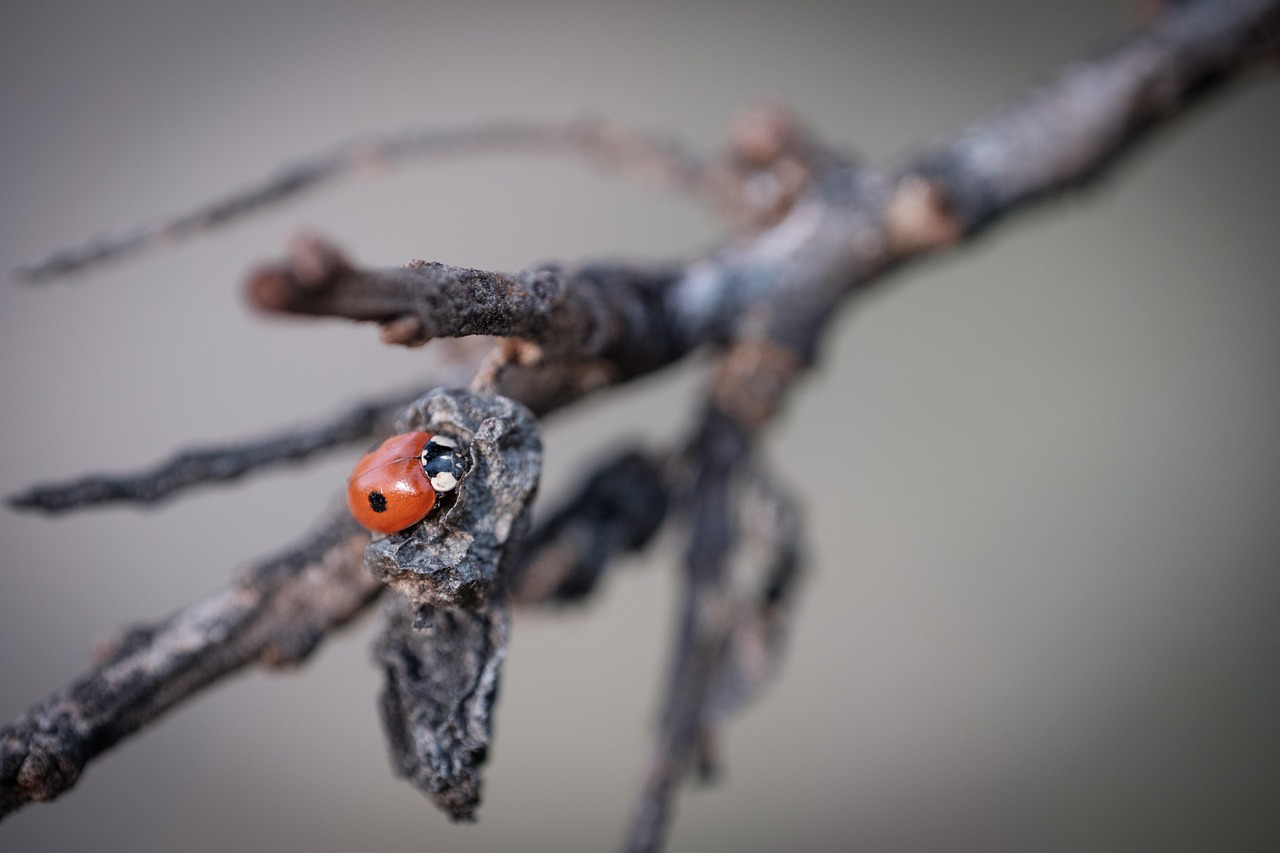 Insect Entomology Ladybug - Free photo on Pixabay - Pixabay