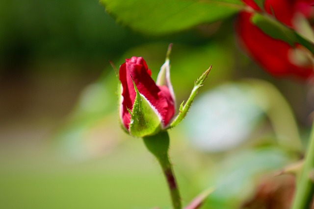 Forår, Knop, Blomstre, Rose