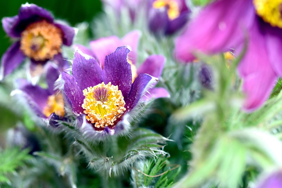 Pasque Blomma Växt - Gratis foto på Pixabay