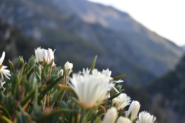 Free Alps France photo and picture
