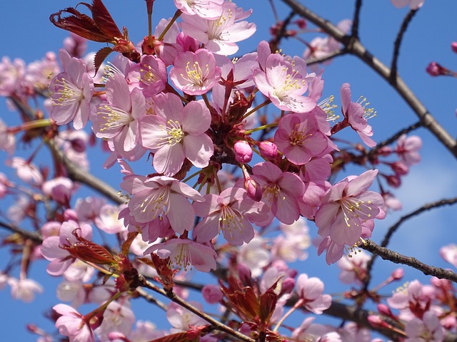 Free Cherry Tree Spring photo and picture