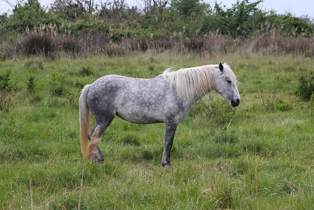 Camarga, Caballo, Naturaleza, Francia