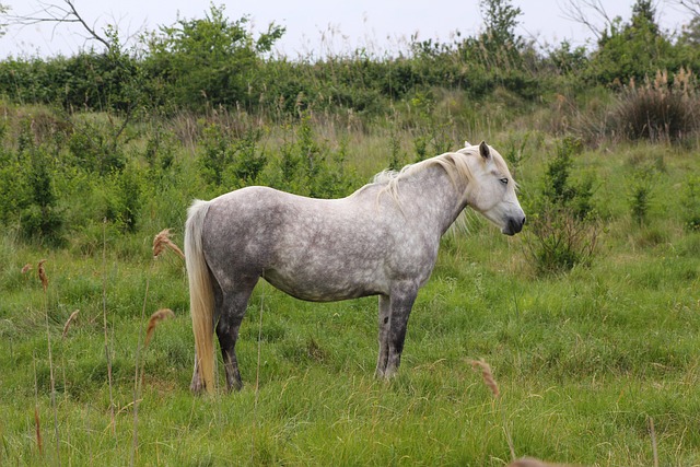 Caballo Salvaje, Camarga, Caballo