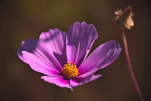 Free Flower Anemone photo and picture