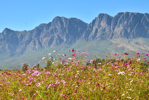 Free Flowers Mountain photo and picture
