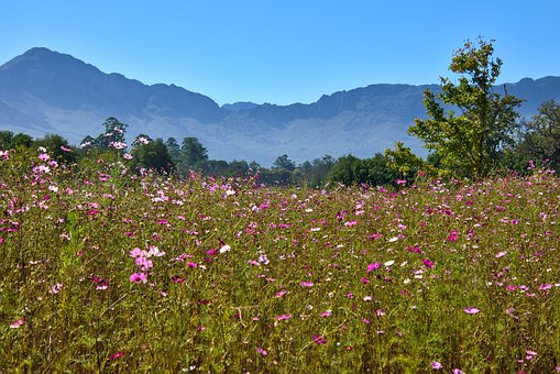 Free Mountains Flowers photo and picture