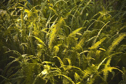 Free Ferns Green photo and picture