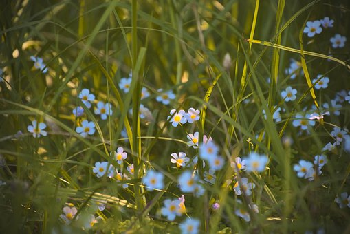 Free Flowers Spring photo and picture