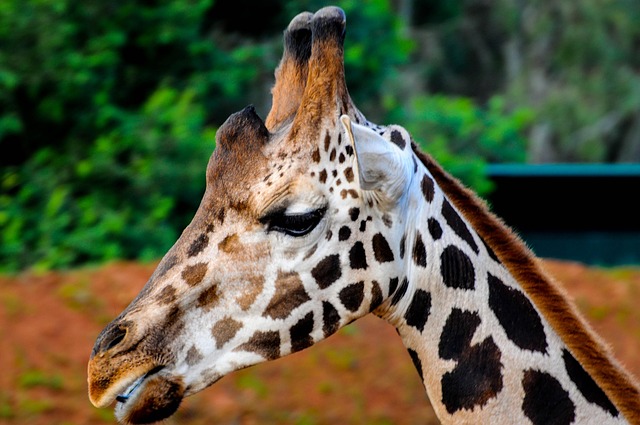 Free Animal Nature photo and picture