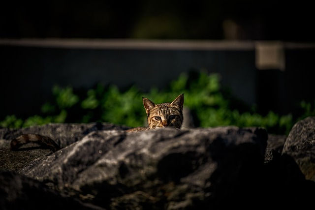 Free Nature Cat photo and picture