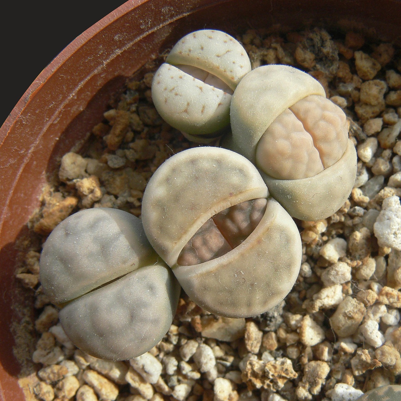 生石片 活石 植物 - Pixabay上的免费照片 - Pixabay