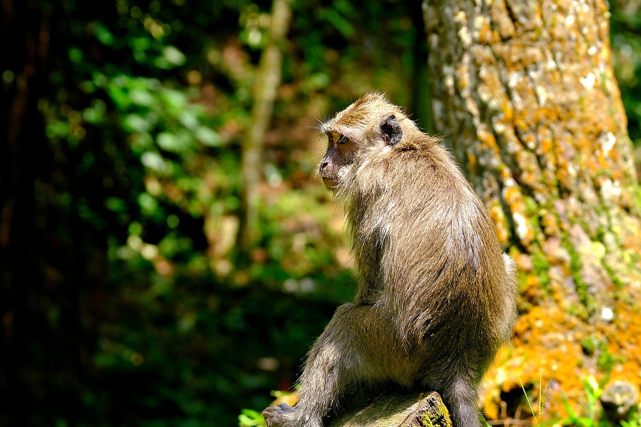 Primate - free online jigsaw puzzle photo