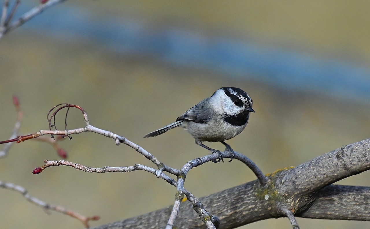 Black-Capped Chickadee Bird Animal - Free photo on Pixabay
