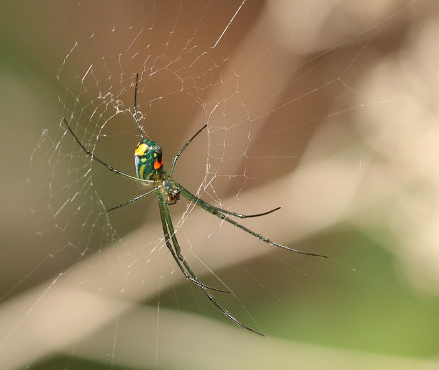 Araña Arácnido Web - Foto gratis en Pixabay - Pixabay