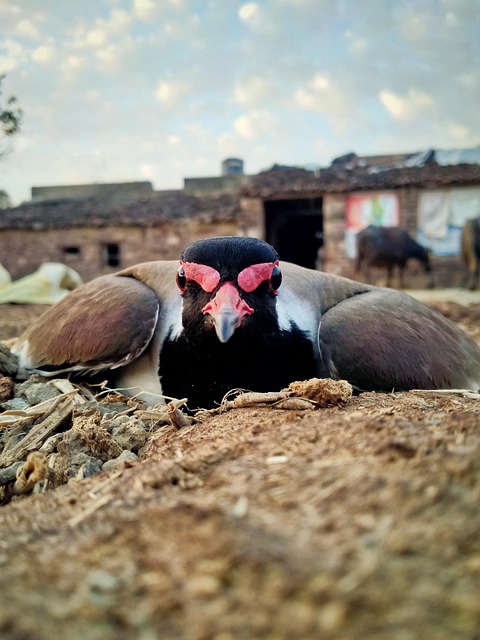 Free Bird Nature photo and picture