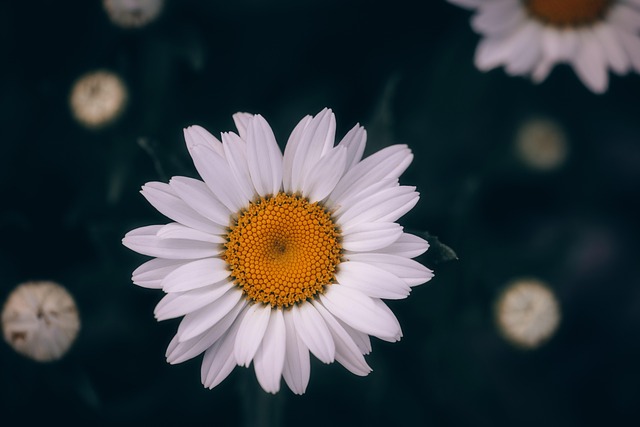 Free Flower Daisy photo and picture