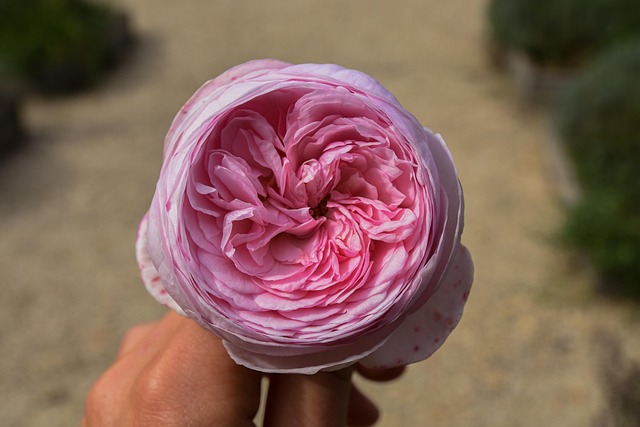 Free Peony Flower Background photo and picture