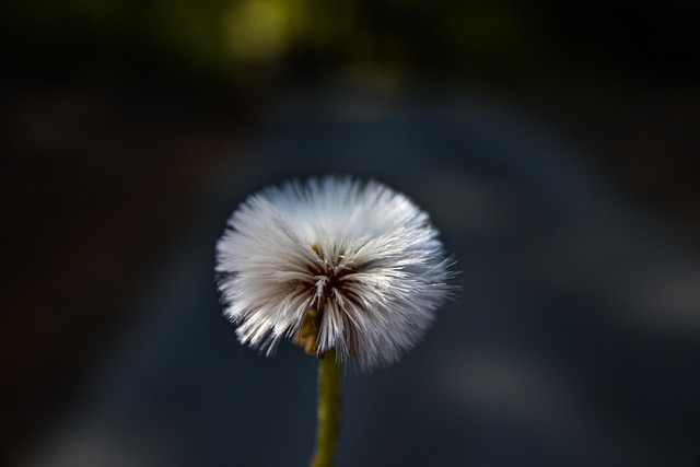 Free Dandelion Flower photo and picture