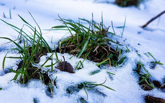 Græs, Sne, Forår, Frost