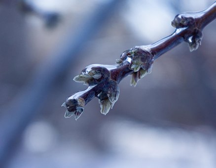 Afdeling, Is, Glasur, Nyre, Forår, Frost