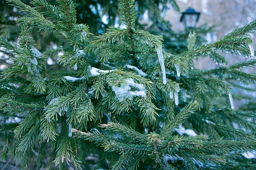 Istap, Is, Spruce, Træ, Frost, Glasur