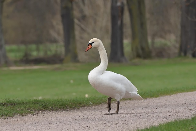 Swan Mute Path - Free photo on Pixabay