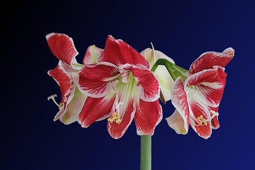 Free Flower Blossom photo and picture