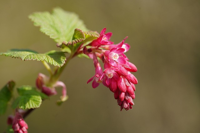 Blume, Pflanze, Strauch, Johannisbeeren
