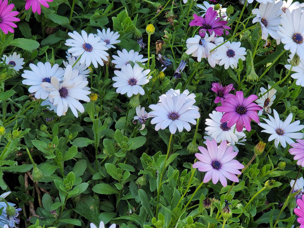 Fleurs Parterre De Nature - Photo gratuite sur Pixabay - Pixabay