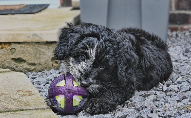 Free Dog Chew photo and picture